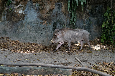 黄版网站下载3.0.3免费下载安装大全：风驰电掣于无垠天地，地平线终极竞速自由之旅-5
