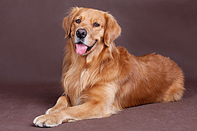 国产AV黄片：视觉革命，国产座驾的改装诗篇与竞速美学-2