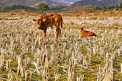 中国裸体俱乐部护士：疾驰天使，霓虹下的生命竞速-5