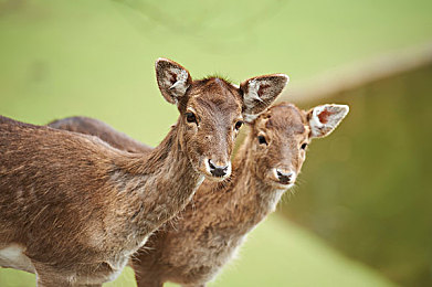 打朴克又叫又疼：极速狂飙，智谋交锋，卡牌与引擎的生死竞舞-2