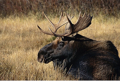 黄色VIVO:极速超跑驾驭指南,揭秘赛道上的亮眼焦点-3