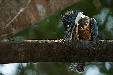 亚欧一区二区：征服欧陆山道与东亚都市，地平线系列双区竞速全攻略上线-5