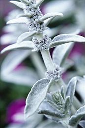 男生女生一起差差差差APP：极速搭档,性别协作策略竞速革新之旅-2