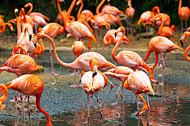 海外华人8x8x：纵横四海，硬核驾驶征服全球极端地形模拟-3