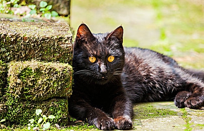 男女日批软件：双人竞速新作上线，协作驾驶模式革新竞速游戏体验-5