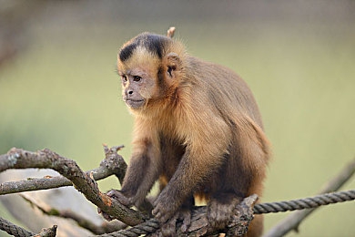麻豆精品无码国产:风驰电掣于真实街巷,沉浸驾驭的本心之旅-2