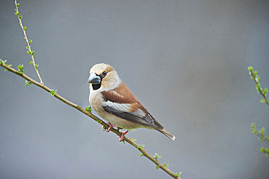 男女黄网：《赛道风云》双人竞速模式革新，黄色雷达网络引领策略协作新潮流-3