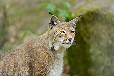 被男按摩师蹂躏至高潮:极致拟真驾驶,在疼痛与突破中体验赛车艺术的沉浸之旅-4