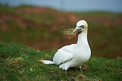 金毛狗配美女：极致奢华体验，揭秘《极限竞速：地平线5》豪车与搭档的沉浸式玩法-2