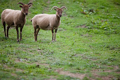 胡桃大站史莱姆:《原神》人气角色驾驶火元素赛车,全新竞速玩法今日引爆提瓦特大陆-4