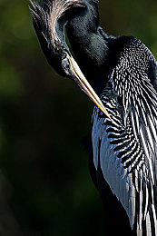 戴璐新娘婚纱视频播放在线观看：极速心跳，虚拟婚礼与赛道誓言的浪漫交响诗-2