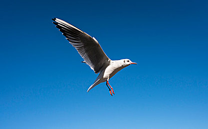 骗娇妻蒙眼最后一起3p：极速同盟迷雾赛道，团队竞速与心理博弈的终极考验-3