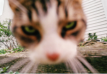 黄色软赞：经典肌肉车轰鸣，地平线5中的力量与情怀之旅-4