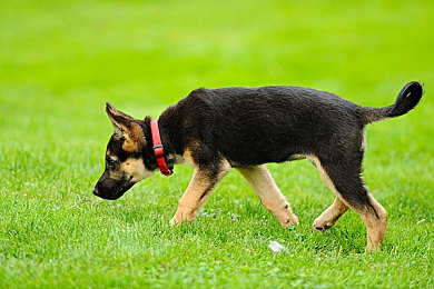 黄色软件oppo3.33大全:疾速体验,移动端赛车精选与攻略-5