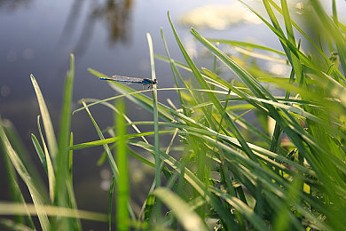 青少年中国的业余：地平线5风靡校园，中国青少年在墨西哥赛道追逐极速梦想-4