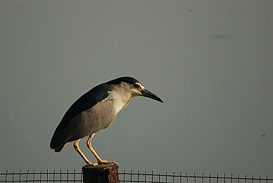 国产视频乱：飙车导演诞生，用镜头剪辑你的极速传说-3