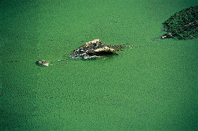 99热6：极限热浪六缸纪元，硬核赛车模拟新作发布-2