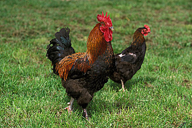 黄片十大软件：疾速飞驰，黄金座驾引领赛道美学新潮-5