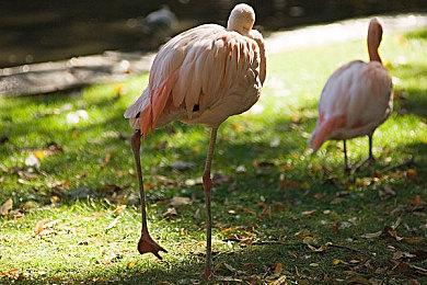 黑椒盖饭糖心女主角：驾驶与料理的终极融合，独立游戏新作带来双倍沉浸体验-3