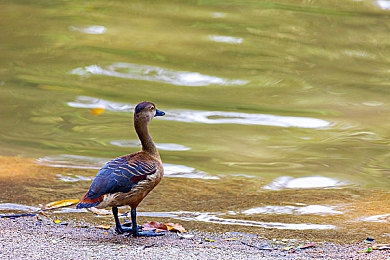 免费黄色软件3.0.3:极速狂飙,物理革命,硬核驾驶的艺术重生-3