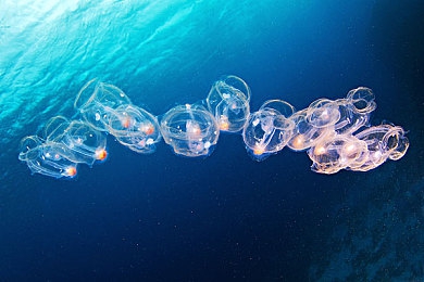 天天添天天射：极限竞速地平线5今日上线，深度改装与极速狂飙引爆墨西哥-4