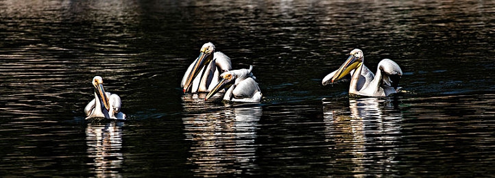 a片国产：国产赛车新作问世，真实驾驶体验引爆本土竞速热潮-3