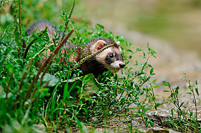 男生女生一起差差很痛APP：双人竞速，碰撞与默契交织的极速之旅-2