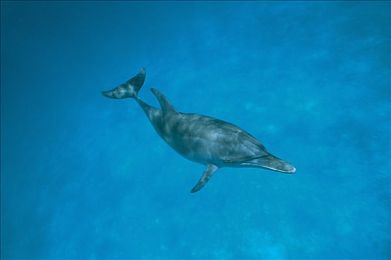 伦理aV：自动驾驶道德困境，你的算法如何抉择生死