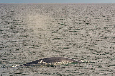 黄色软件下载大全免费版3.03：极速新章，真实驾驶革新，三条赛道与七款超跑登场-4