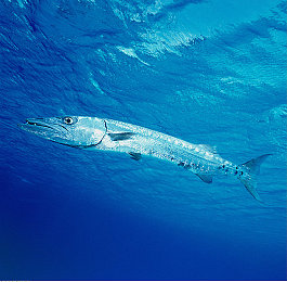 无码男同：极限竞速地平线，纯粹驾驶兄弟会，默契竞速新体验