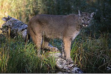 鬼灭之刃蝴蝶忍被捆绑：《火之神血风谭》高难关卡策略解析，虫柱逆境操作指南今日发布-4