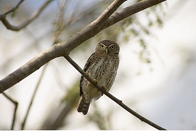 3.0.3OPPO版大全:极速幻影,移动端性能革命下的赛道艺术-2