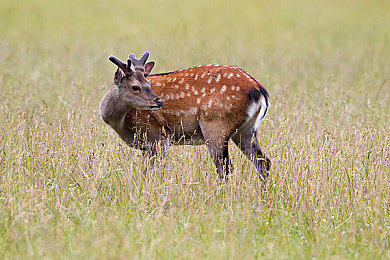 国产黄色Av：华夏极速，金色梦想的赛道征程-5
