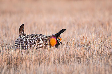 未成年18禁止应用：极速都市，暗夜抉择与车轮上的道德深渊-2