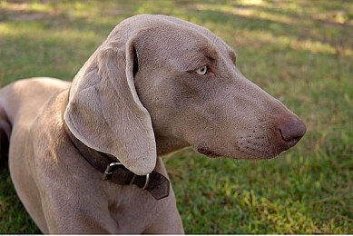 黄色软件oppo303：极速幻影，赛博都市的地下改装狂飙与自由征程-4