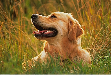 男人插女人免费app：极速狂飙性别对抗模式解析，弯道与直线的战术对决-4