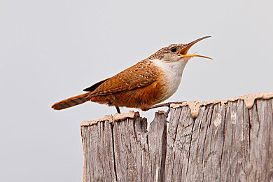 糟老头子至尊版无限破解版:锈蚀铁骑的终极进化与无限狂飙之旅-4