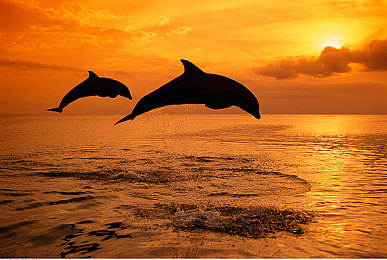 黄色成人网站软件：霓虹夜幕下的极速传说，街头车神与未来都市竞速之旅-5