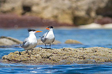 机机和机机手机免费下载版2024:2024双阵营竞速手游上线,智能机械与人类改装巅峰对决-2