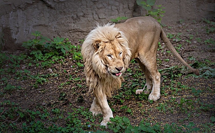 蕾丝内内植入:赛车游戏外观定制深度解析,个性化装饰如何改变玩家体验与社区文化-5