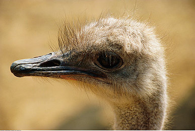 男女坤坤：双人协同竞速，考验默契的终极驾驶体验-3