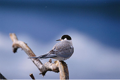 下载3.0.3每天无限免费大全苹果：极限竞速地平线5现已登陆苹果设备，云游戏畅玩全攻略揭秘