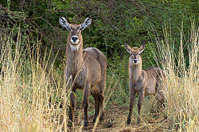 亚洲在线一区二：双区竞速风云录，驾驭东西方赛道艺术-5