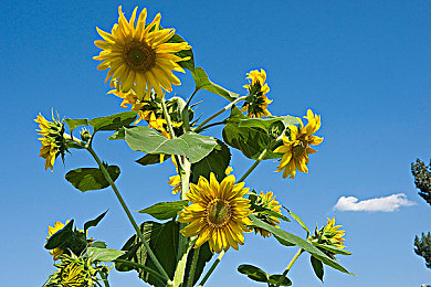 阿娇最惊艳的三张照片:虚拟摄影师挑战,捕捉未来数字灵魂的三次决定性瞬间-4