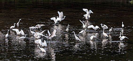 艳女直播间：霓虹幻影中的极速密信，直播幕后的竞速迷踪-3