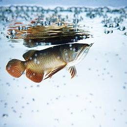 在巴厘岛按摩高潮八次:极速禅境,海岸线脉动疗愈驾驶之旅-3