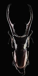 黄网站免费下载软件：墨西哥狂飙，免费极速之旅，地平线五重燃竞速激情-4