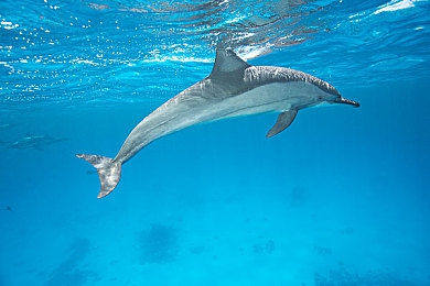 激情五月丁香婷婷：疾驰于墨西哥的斑斓梦境，速度与诗意的永恒邂逅-3