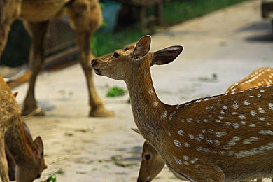 武汉天美传媒：江城极速赛道开启，未来竞速穿梭真实地标与虚拟科技