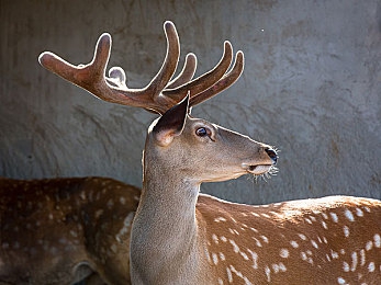 黄色软件ViVO：视觉风暴席卷竞速游戏，动态色彩引擎引领极速狂飙新体验-4